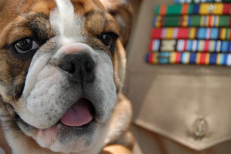 Bella, an English Bulldog, US Marines Mascot | Bella, an Eng… | Flickr