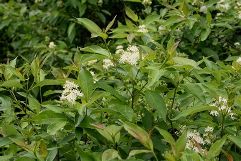 Cornus racemosa – Blue Thumb