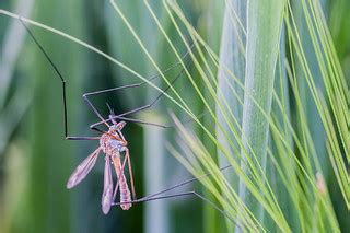 mosquito | 90mm, f 16, ISO 800, 1.3sec processed in LR4 As i… | Flickr