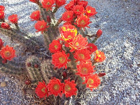 Images Gratuites : cactus, désert, fleur, pétale, Floraison, rouge, botanique, flore, Fleur ...