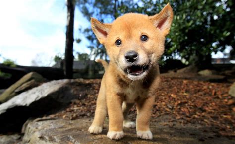 Dingo puppies take centre stage at Featherdale Wildlife Park | St ...