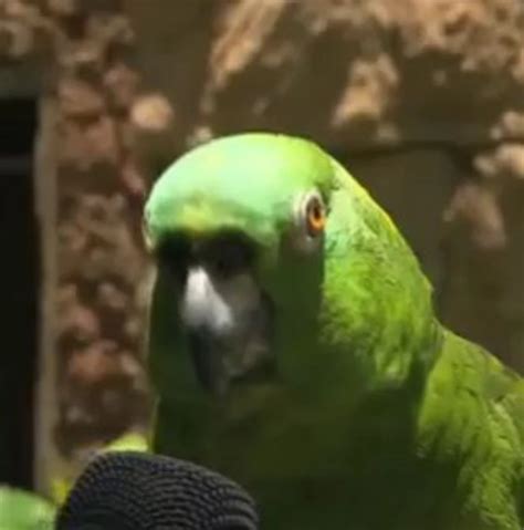 This Parrot Can Sing 7 Songs![Video]