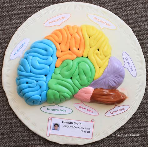 Model of Human Brain with Fondant | Brain models, Human brain, Human body projects