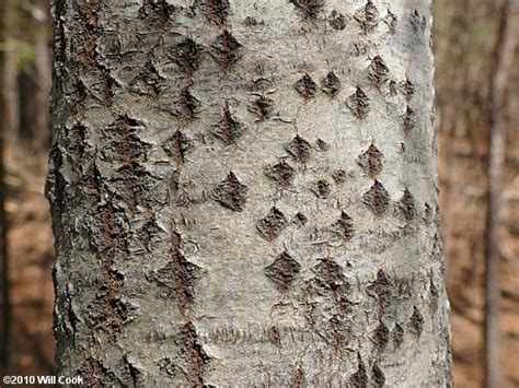 White Poplar (Populus alba)