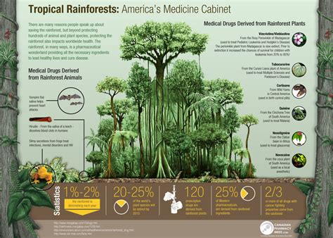 Flora and Fauna - Tropical Rainforests