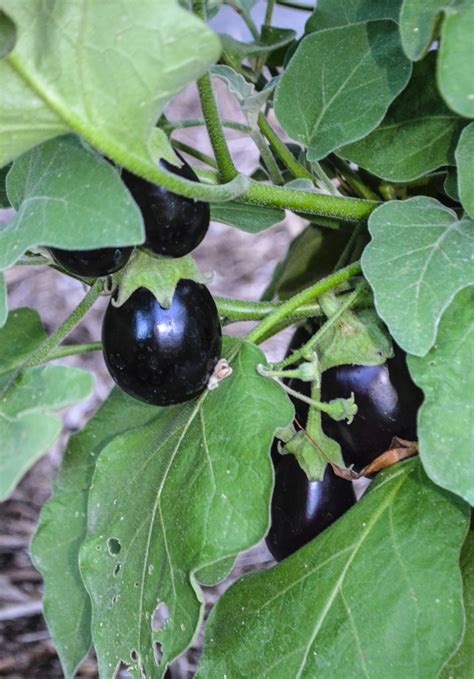 Solanum melongena 'Pot Black' | Pot Black Eggplant | Scotts Garden Centre