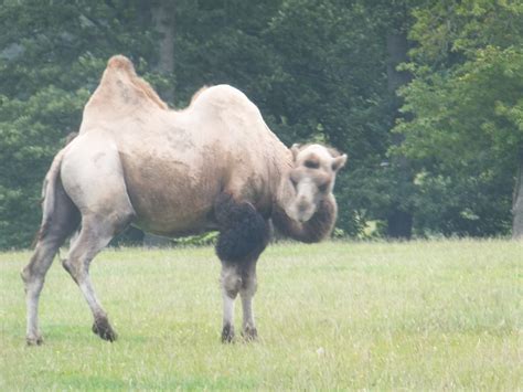 Longleat Safari Park - 01.08.2015 | Safari Drive Through | RobMcPhillips | Flickr