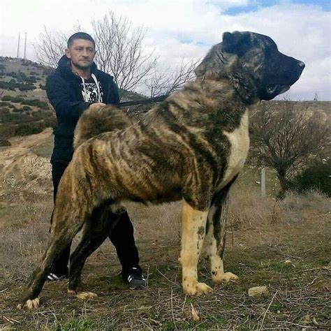 Giant & Powerful Turkish Kangal Shepherd Dog | Large Dog Breeds | Big Dogs Breeds | very cute ...