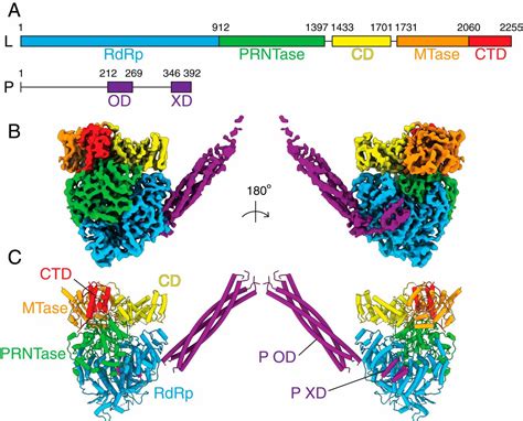 Paramyxovirus Structure