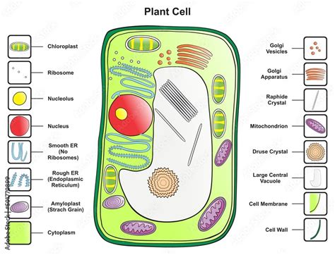 Plant cell structure anatomy infographic diagram with parts flat vector illustration design for ...