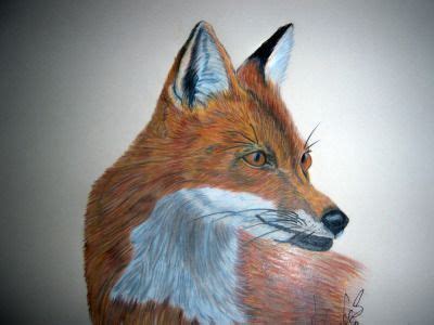 Animal Drawings In Color | Animal drawings, Easy animal drawings, Colorful drawings