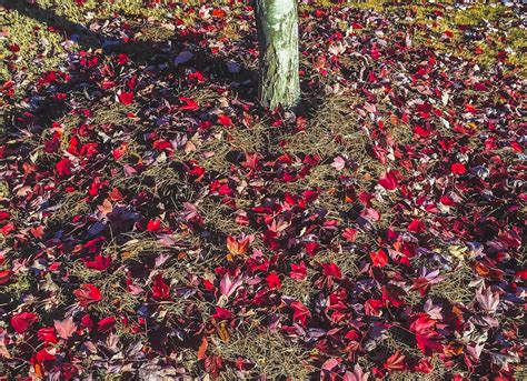Free stock photo of fallen leaves, nature, photography