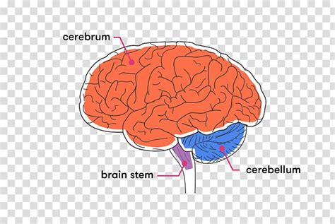 Brainstem Cerebellum Cerebral Cortex White Matter Png Clipart Anatomy | The Best Porn Website