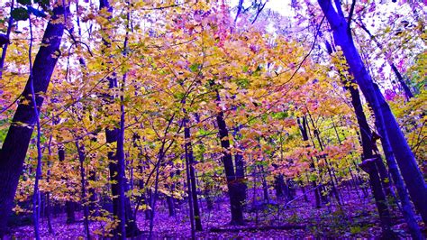 Purple Forest Wallpapers - 4k, HD Purple Forest Backgrounds on WallpaperBat