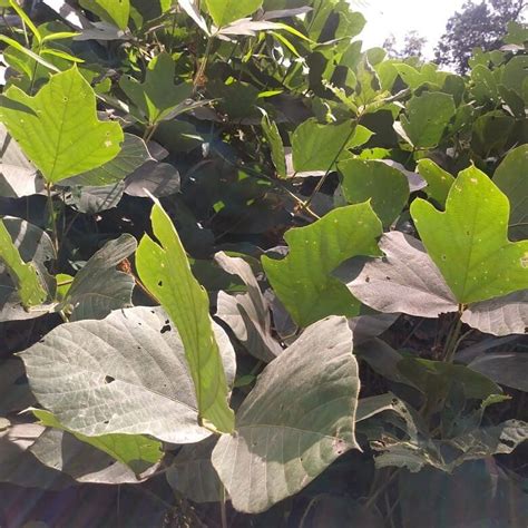 Kudzu Edible and Medicinal Uses — SARCRAFT | Fast growing plants, Wild ...