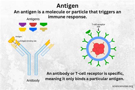 Antigen Definition, Function, and Types Recently updated ! - TrendRadars