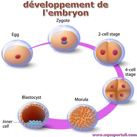 Morula : définition et explications