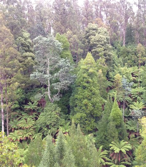 Tarkine Forest, Tasmania, Australia | States of australia, Tasmania ...