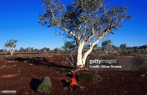 45 Gibson Desert Plants Stock Photos, High-Res Pictures, and Images ...