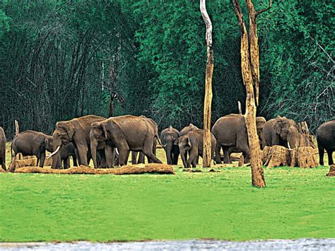 Best Kerala Elephant Experiences – Iris Holidays