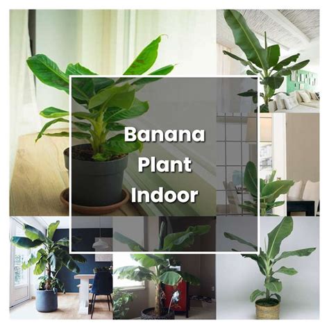 How to Grow Banana Plant Indoor - Plant Care & Tips | NorwichGardener