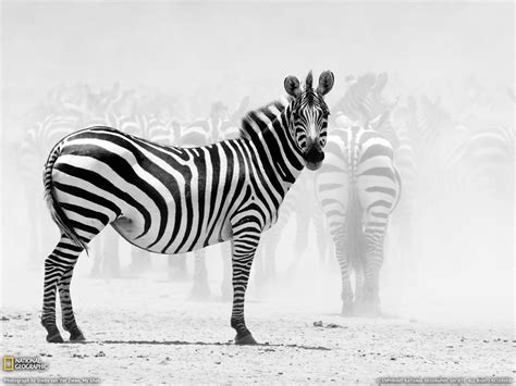 Zebra Wallpapers - Wallpaper Cave