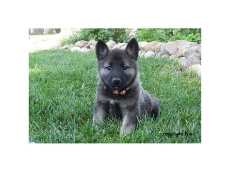 Beautiful AKC registered Norwegian Elkhound puppies Colorado Springs ...