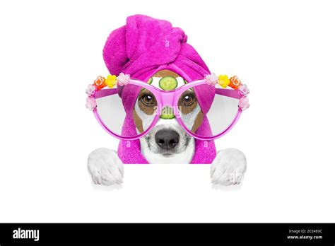 dog wellness spa center Stock Photo - Alamy