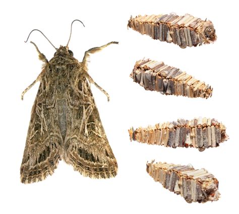 Bagworm Moth - A-Z Animals