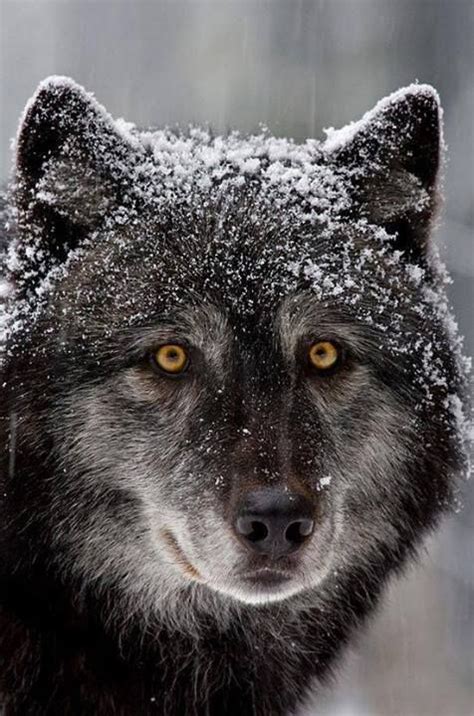 snow dusted face of a black wolf with golden yellow eyes | Animals, Animals beautiful, Wild dogs