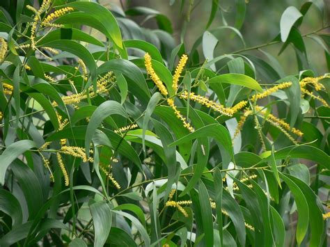 Acacia auriculiformis | Fabaceae (pea, or legume family) » A… | Flickr