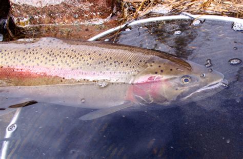 2018 Skagit River Fishing Report - The Lunkers Guide