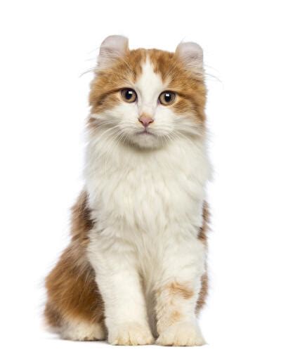 American Curl (Longhair) Cats | Cat Breeds