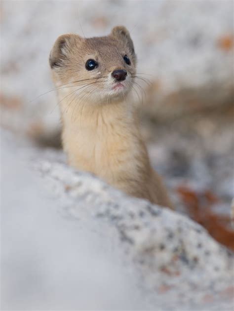 La comadreja alpina o de montaña (Mustela altaica) | Soy la comadreja ...