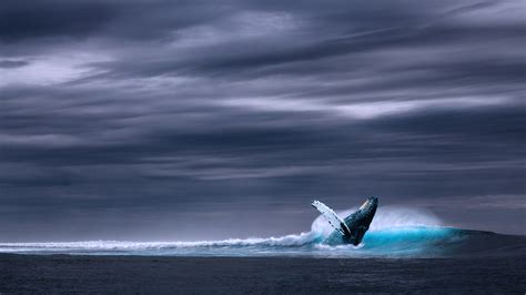 Humpback Whale Wallpapers - Wallpaper Cave