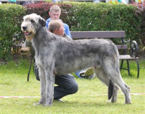 Irish Wolfhound Best Big Dog Breeds, Best Big Dogs, Huge Dogs, Greater Swiss Mountain Dog, Swiss ...