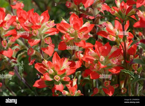 Texas Indian Paintbrush Stock Photo - Alamy