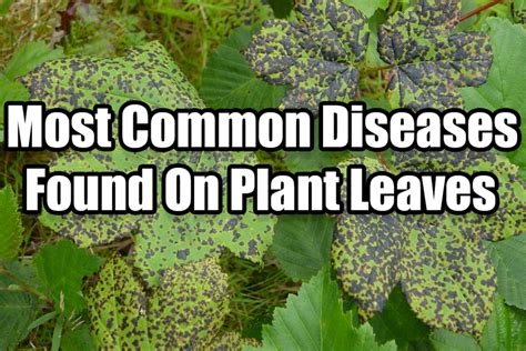 The Most Common Diseases Found on Plant Leaves – Indoor Gardening Guide