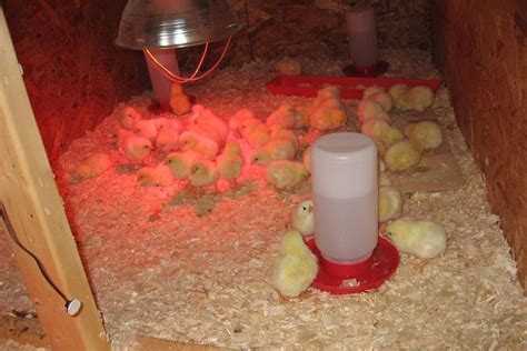 How to Build a Brooder for Baby Chicks