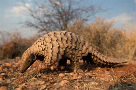 The Price to Pay for Pangolin Poaching – BCM Class Blog