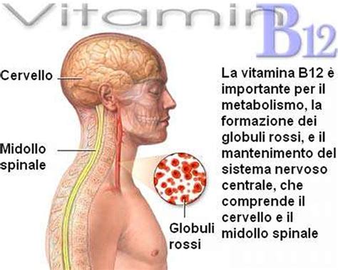 Vitamina B12, dieta vegan e persone oltre i 50 anni | Informatica Libera - Francesco Galgani's Blog