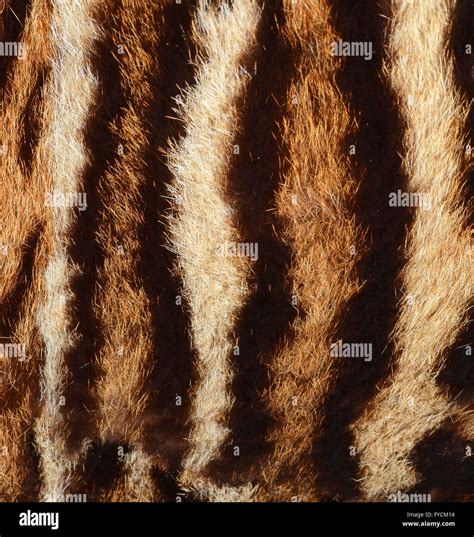 Siberian tiger fur Stock Photo - Alamy