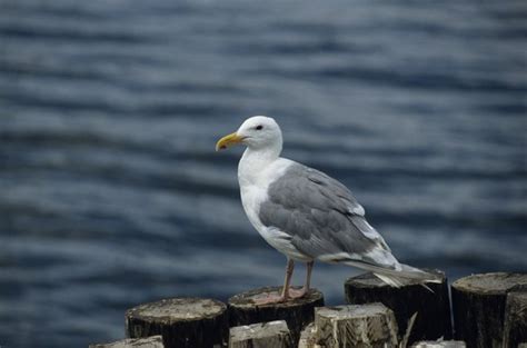 Description of Seagulls | Animals - mom.me