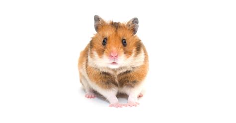 9 Pet Hamster Care Tips for Beginners