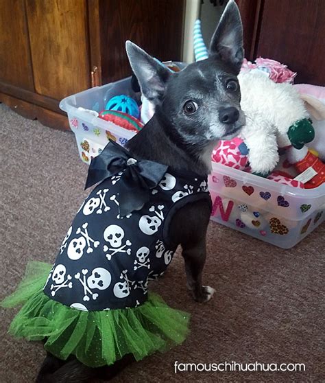 Chihuahuas dressed up in Halloween costumes!