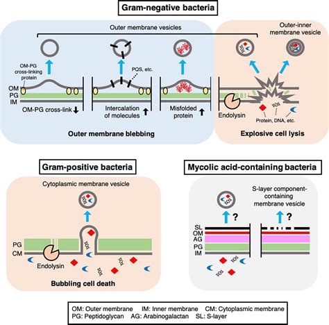 Frontiers | Cracking Open Bacterial Membrane Vesicles