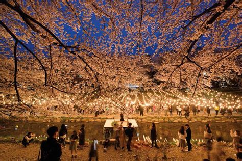 The capital city of Seoul hosts many festivals, such as the Cherry Blossom Festival in Seokchon ...