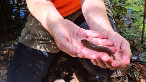 West Coast Conservation Week event in Punakaiki: Media release 30 ...