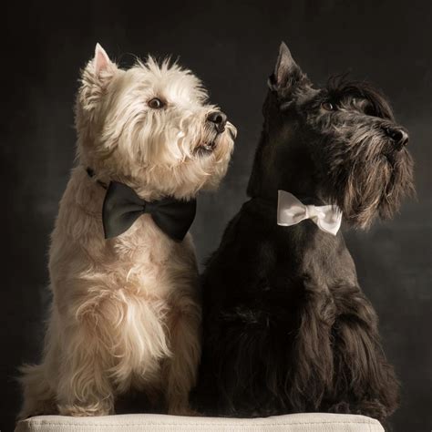 39 best Scottish terrier haircuts images on Pinterest | Doggies, Scottie dogs and Scottish terriers