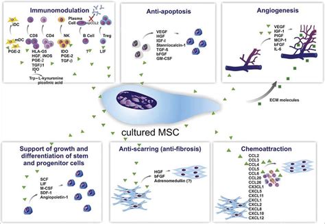 Stem Cell Therapy, A Multiple Sclerosis Breakthrough in 2022?